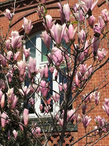 Zdjęcie magnolii przed budynkiem szkoły